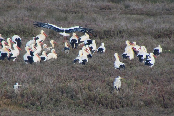 Half-Day Birdwatching at the Abicada Marshed - Small Group Size