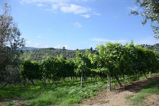 Half-Day Chianti Wine and Olive Oil Tour From Viareggio - Convenient Round-Trip Transport