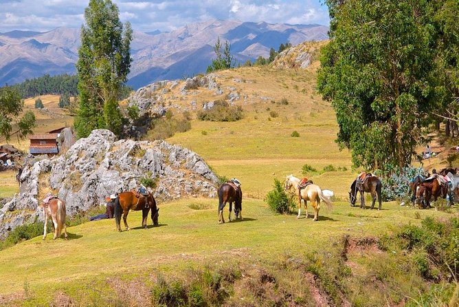 Half Day - City Horse Traditional Riding Tour Group Service - Traveler Reviews
