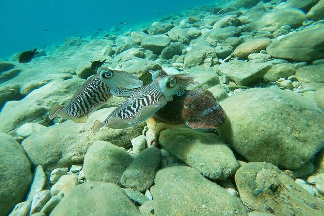 Half-Day Introduction to Scuba Diving Course  - Crete - Marine Life Observation