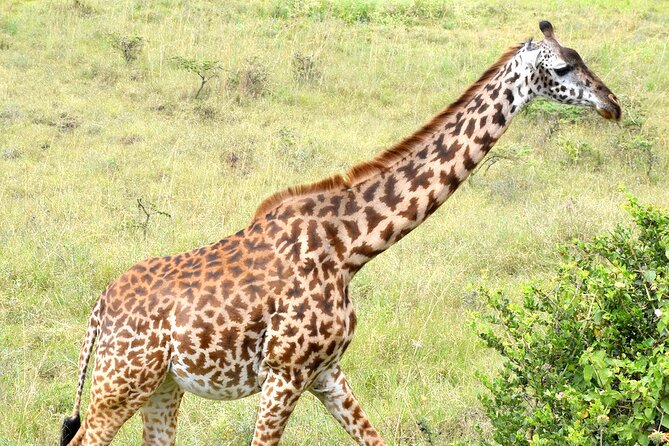 Half Day Nairobi National Park Tour - Discover Diverse Ecosystems