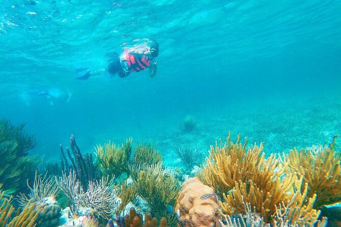 Half-Day Puerto Morelos Snorkeling Experience With Lunch - Participant Requirements and Restrictions