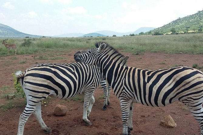 Half Day Safari Tour From Johannesburg - Logistics and Inclusions