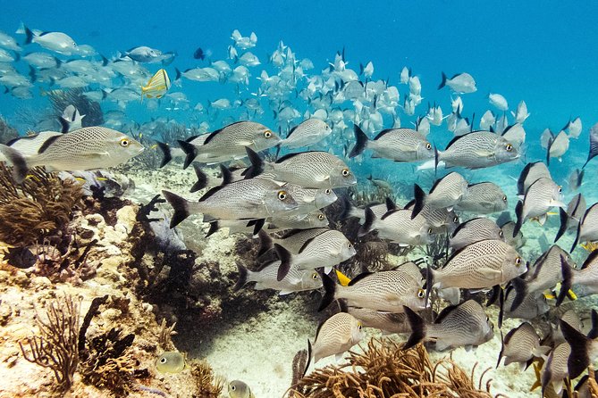Half-Day Scuba Diving in Playa Del Carmen for Small-Group - Health and Accessibility