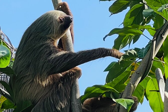 Half Day Tortuguero Canal, Cahuita National Park & Puerto Limon - Tortuguero Canal Exploration