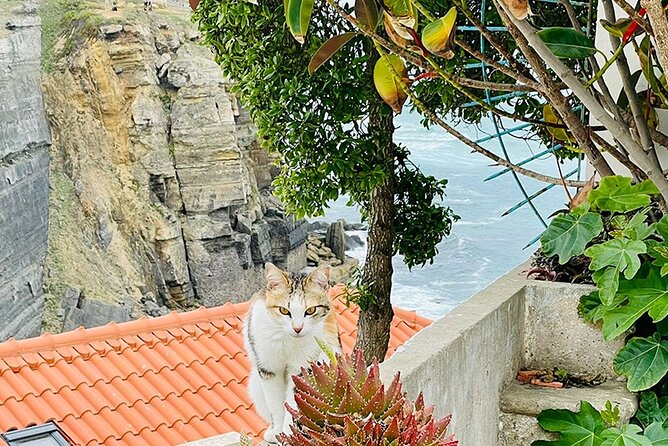 Half-Day Tour in Cascais / Sintra With Brunch and Wine Tasting - Highlights of the Tour Experience