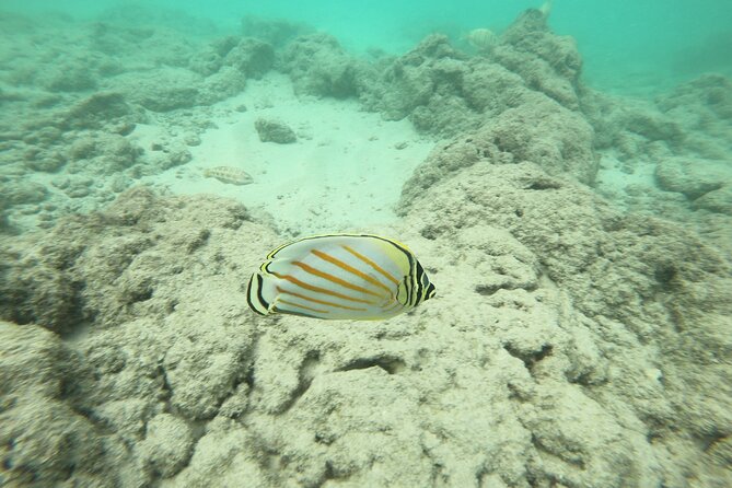 Hanauma Bay Guided Snorkeling Tour - Traveler Experience and Guide Feedback