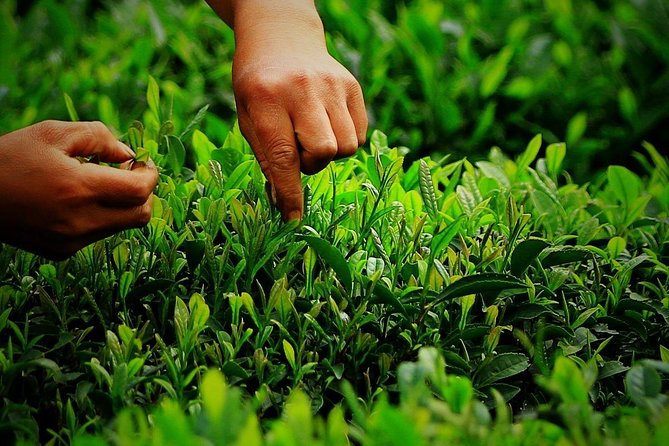 Hangzhou West Lake and Tea Plantation Half Day Tour - The Sum Up