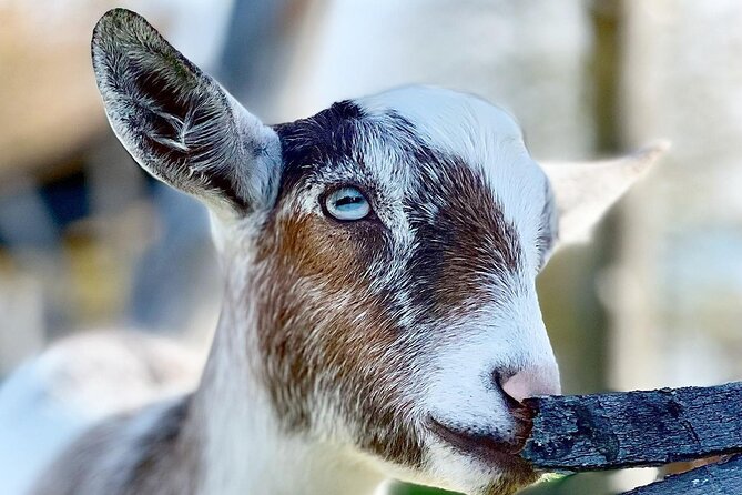 Haute Goat Shmurgle in Ontario - Visitor Reviews and Feedback