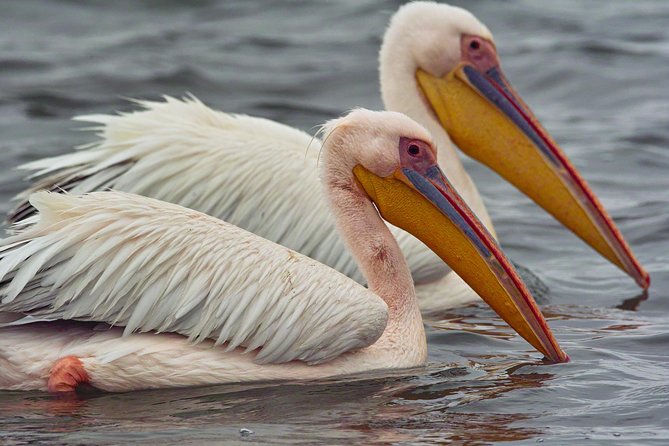 Highlights of Walvis Bay Guided 1/2 Day Tour (Shore Excursion) - Meeting and Pickup Details