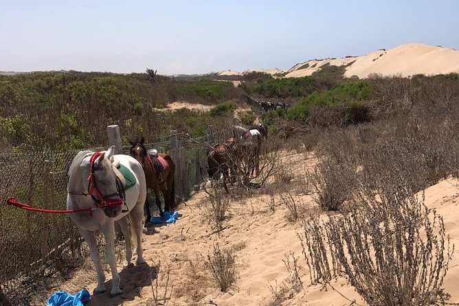Horse Riding in Agadir National Park - Reviews and Customer Feedback