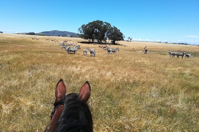 Horse Riding Wildlife Safari - Meeting and Pickup
