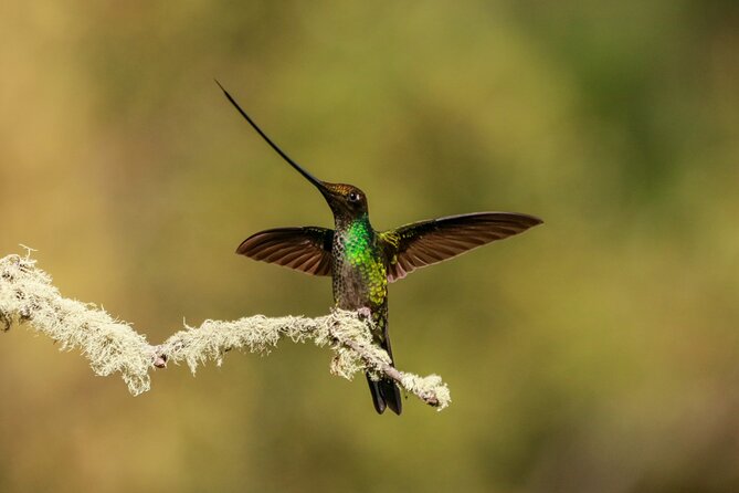 Hummingbirds of the Sacred Valley - Cusco - Traveler Experiences and Feedback