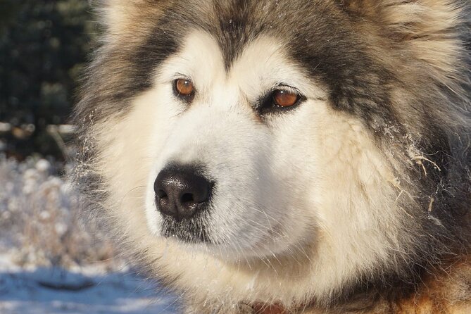 Husky Sledding Ride in Levi 5 KM - Meeting and End Points