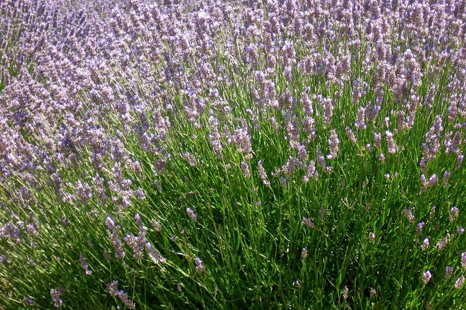 Hvar Lavender Small Group Tour - Pricing