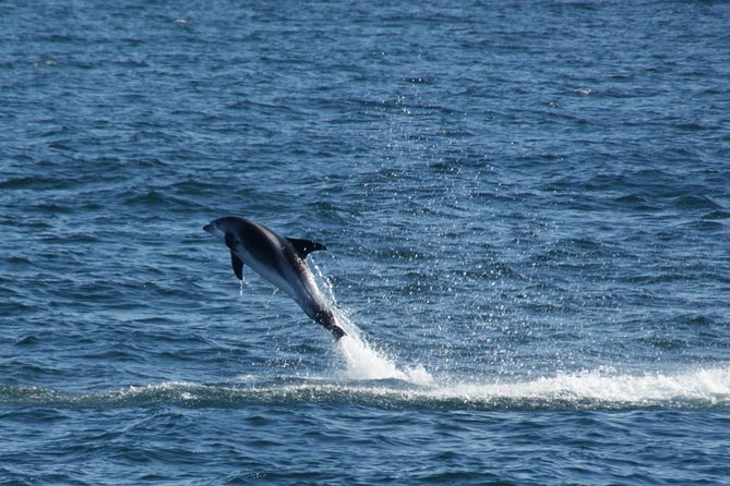 Icelandic Horse Riding and Whale Watching Cruise From Reykjavík - Whale Watching Experience