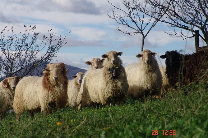 Idiazabal Cheese Tour From San Sebastian - Exploring the Basque Countryside