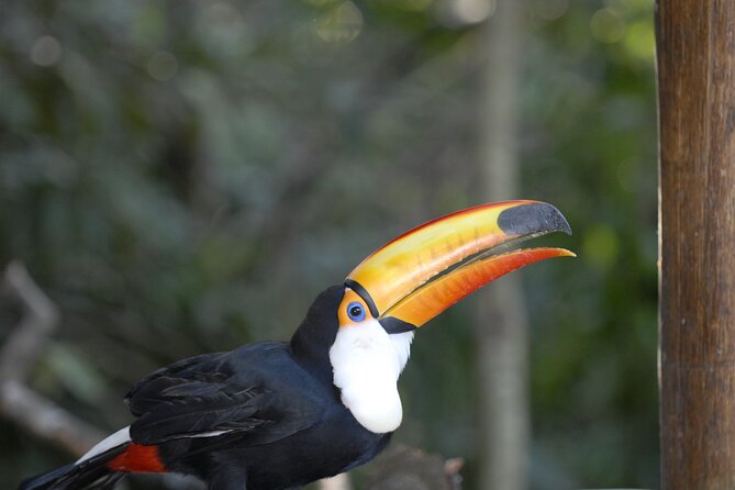 Immersive Iguazú Falls In One Day: Guided Walk, Train Ride & Boat - Booking and Pricing Details