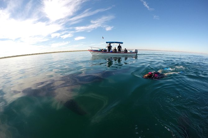Intimate Eco-Friendly Whale Shark Encounter - Premium Service - Participant Restrictions