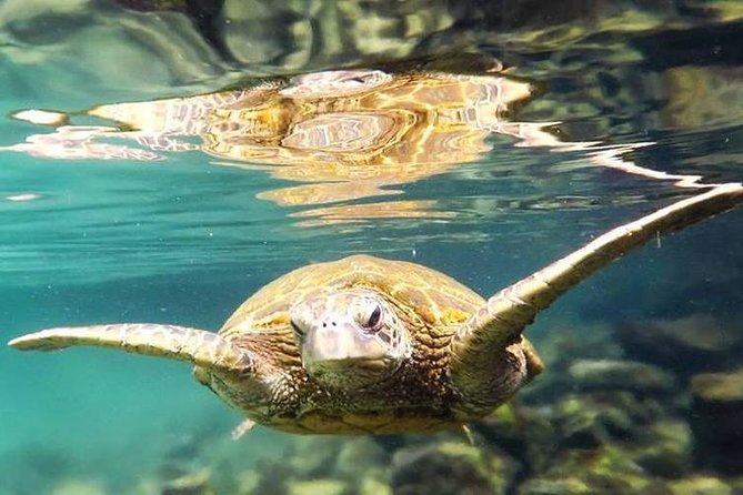 Introductory Beach Scuba Dive - Included Services and Equipment