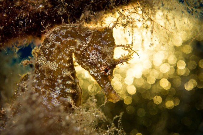 Join a Guided Dive to 2 Must See Dive Sites in Puerto Del Carmen - Dive Site Descriptions