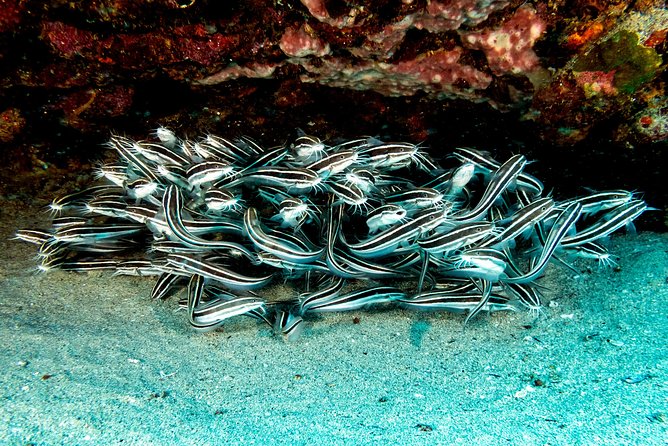 Join Us for Your First Bubbles ! - Exploring the Diverse Marine Life