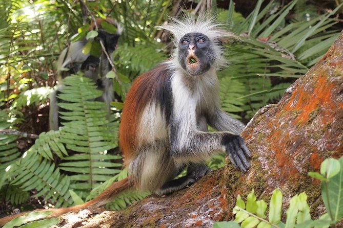 Jozani Forest Reserve Half-Day Guided Tour From Zanzibar - Health and Accessibility