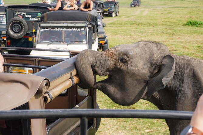 Kaudulla National Park Elephant Safari With Hotel Pickup - Participation Requirements