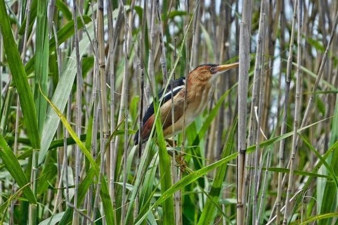 Kayak Swamp Tour With Transportation From New Orleans - Confirmation and Accessibility
