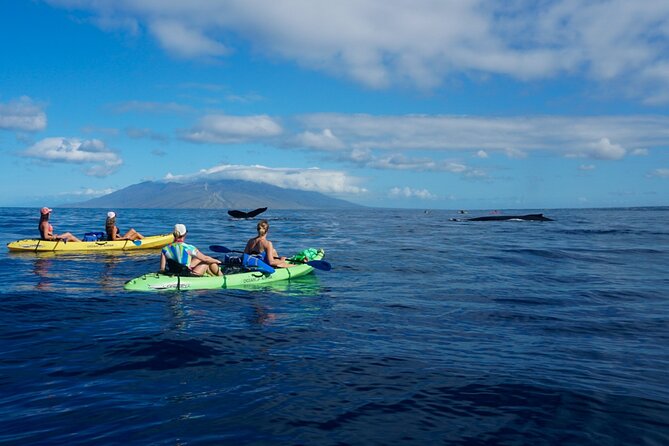 Kayak Whale Watching Tour (7am-10am) - Experience Highlights