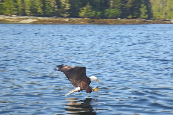 Ketchikan Whale Watching and Nature Tour - Wildlife Spotting