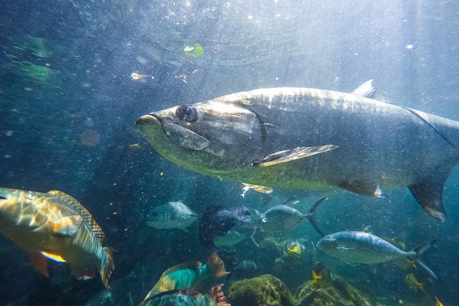 Key West Aquarium Admission - Exhibits and Interactive Activities