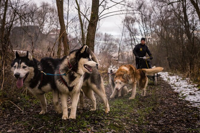 Kraków Full Dog Sled Ride - Pricing and Group Options
