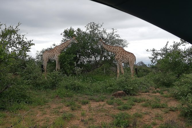Kruger National Park 2 Days 1 Night Magical Safari From Johannesburg Private - Pickup Information
