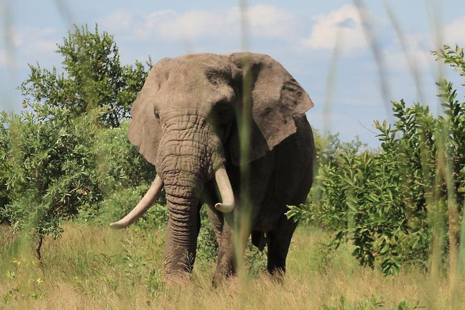 Kruger National Park Afternoon Sunset Safari Tour - Meeting and Pickup Information
