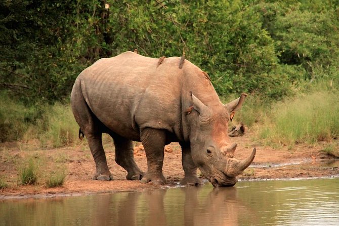 Kruger National Park Full Day Safari Tour - Meeting and Pickup