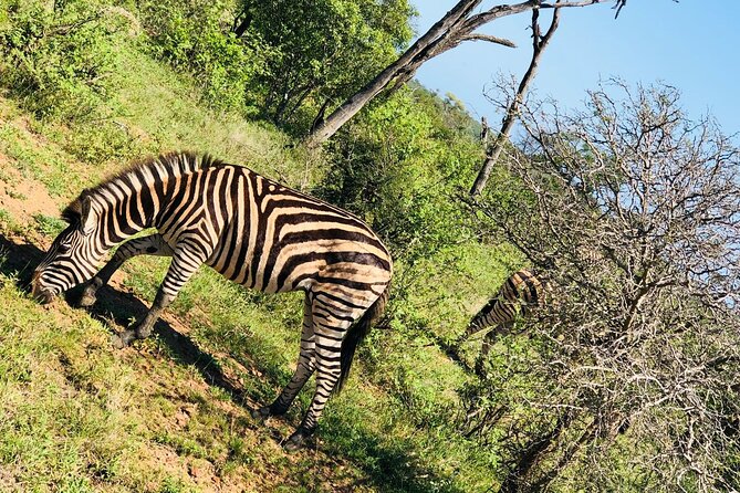 Kruger National Park Full-Day Tour - Health and Safety Information