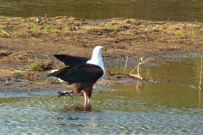 Kruger National Park Morning Game Drive From Hazyview - Personalized Small Group
