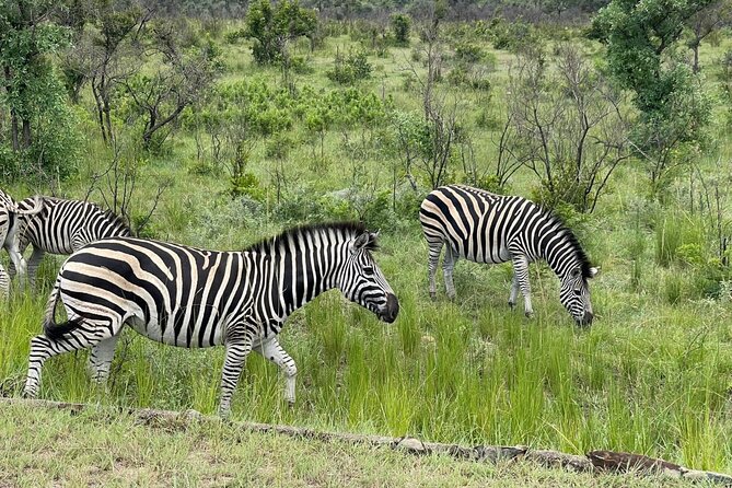 Kruger National Park & Panorama Route From Johannesburg 3 Days & 2 Nights - Accommodation & Dining