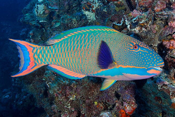 Lanai Snorkeling Half Day With Sea Scooter - Booking Process