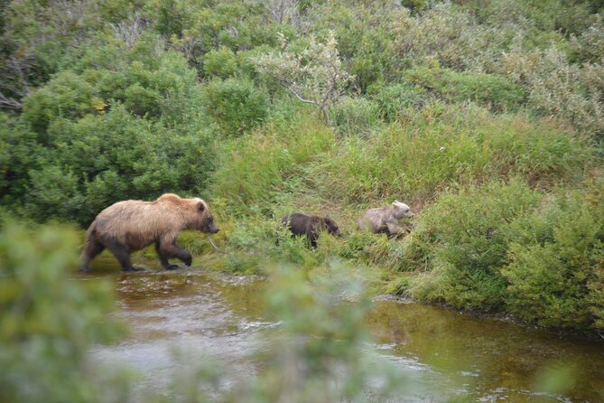 Late Summer Bear Viewing in Katmai National Park - Inclusions and Exclusions