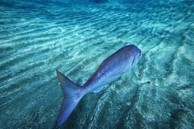 Learn Scuba Diving in Tenerife With Photos Included - Cancellation Policy and Refunds