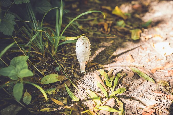 Learn to Forage in Llangollen - Ethical and Safe Foraging Practices
