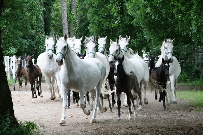 Lipica Stud Farm- Private Experience From Koper - Pricing and Payment Options