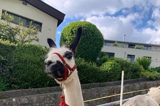 Llama Hike Through the Wonderful Liechtenstein Mountains - Positive Customer Feedback