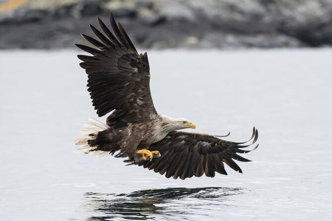 Lofoten Islands Full Day Luxury Fjord Cruise & Fishing With Lunch - Delightful Lunch and Refreshments