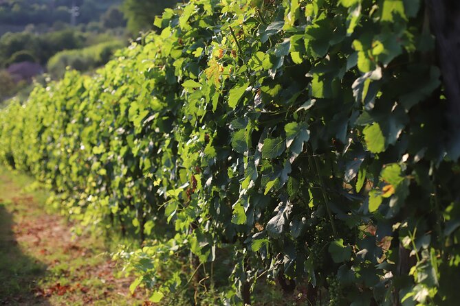 Lucca - Wine Tasting at Tenuta Mareli - Customer Feedback Highlights