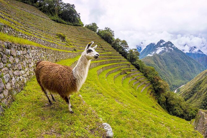 Luxurious Tour To Machu Picchu By Belmond Hiram Bingham Train (01 Day) - Additional Information