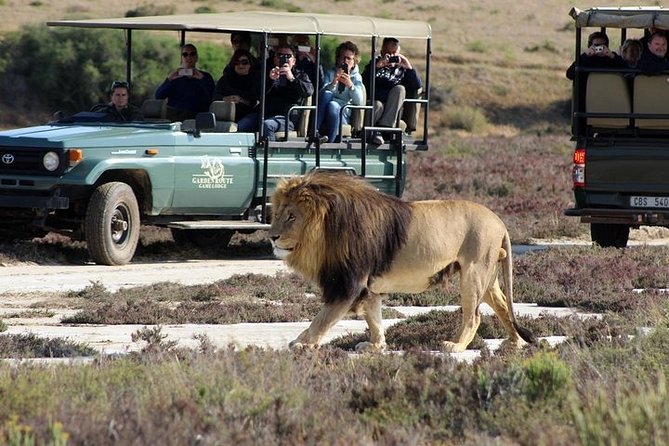 Luxury 2-Day In & Out Garden Route Safari Tour - Delectable Dining Experiences