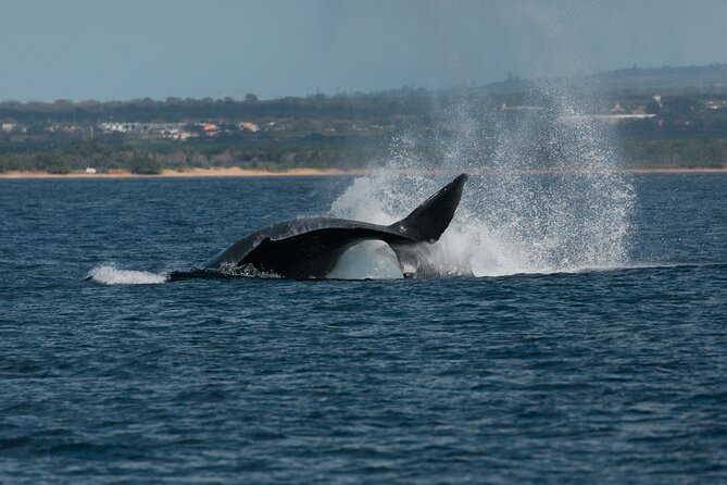 Luxury Catamaran Whale Watch - Pricing and Cancellation Policy
